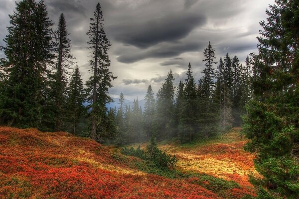 Image d une forêt d automne lumineuse