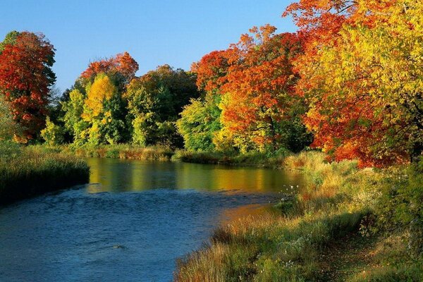 Autumn forest with red-yellow crowns on the bank of the river