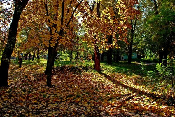 The park is the best place for walking and relaxing