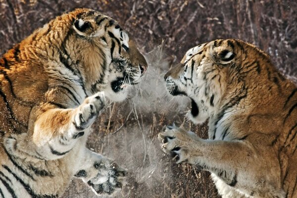 Amur tigers divide the territory