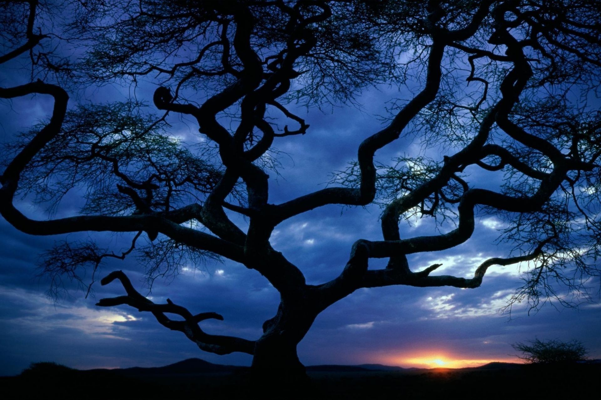 puesta de sol y amanecer árbol silueta amanecer naturaleza paisaje madera puesta de sol cielo al aire libre sombra