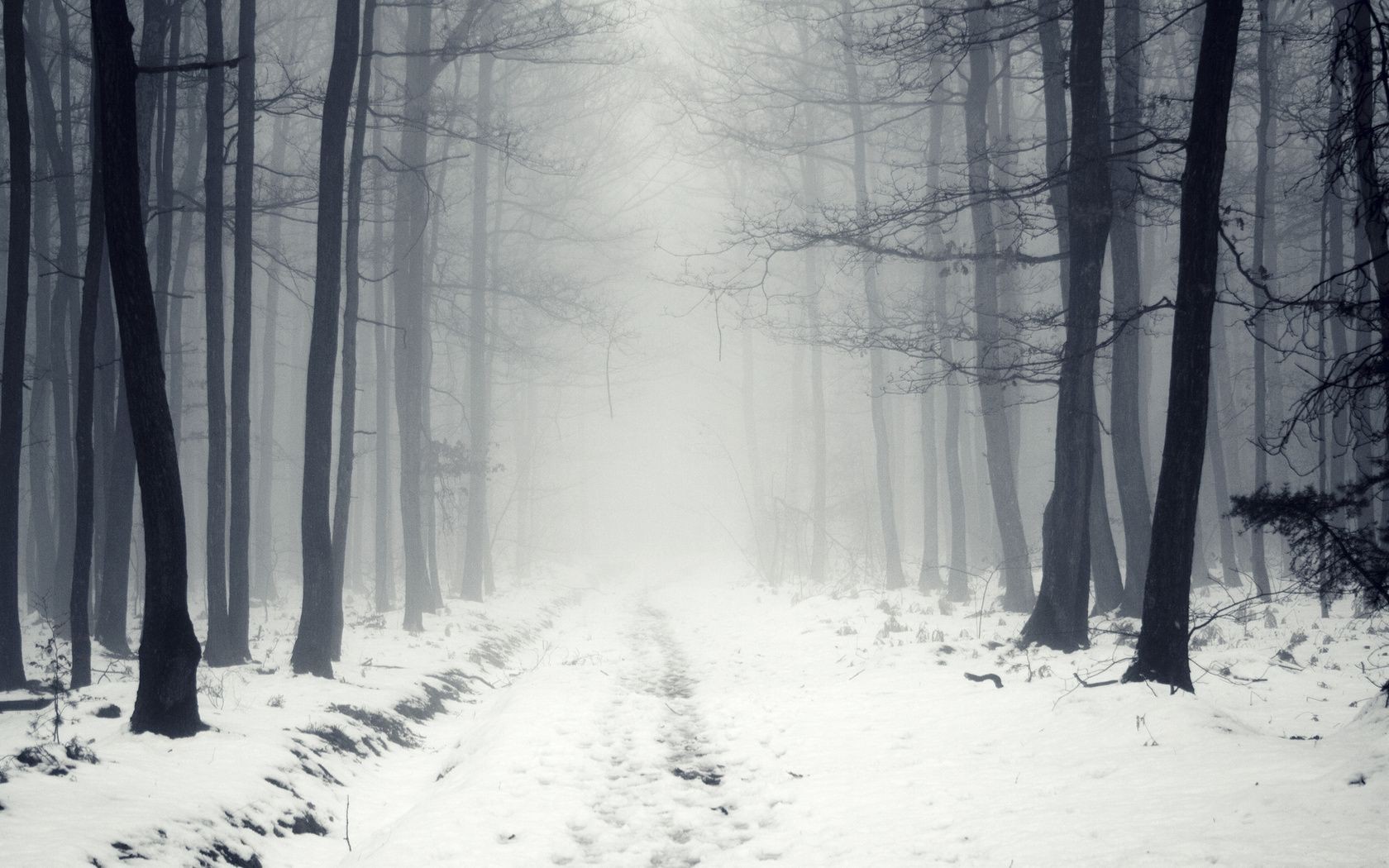 inverno neve nebbia nebbia albero legno paesaggio gelo freddo tempo congelato ghiaccio tempesta di neve stagione strada ramo parco natura foschia