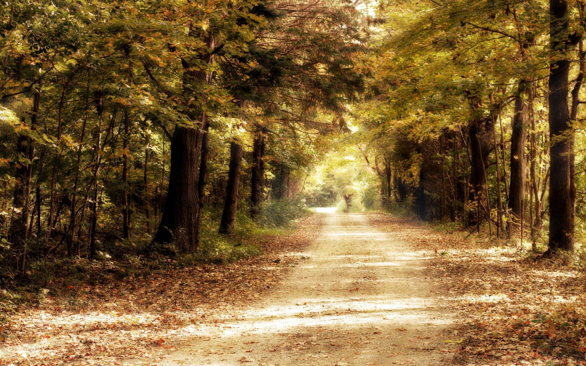 herbst holz holz landschaft herbst straße natur park führer blatt dämmerung licht nebel nebel fußweg im freien jahreszeit landschaft gutes wetter umwelt