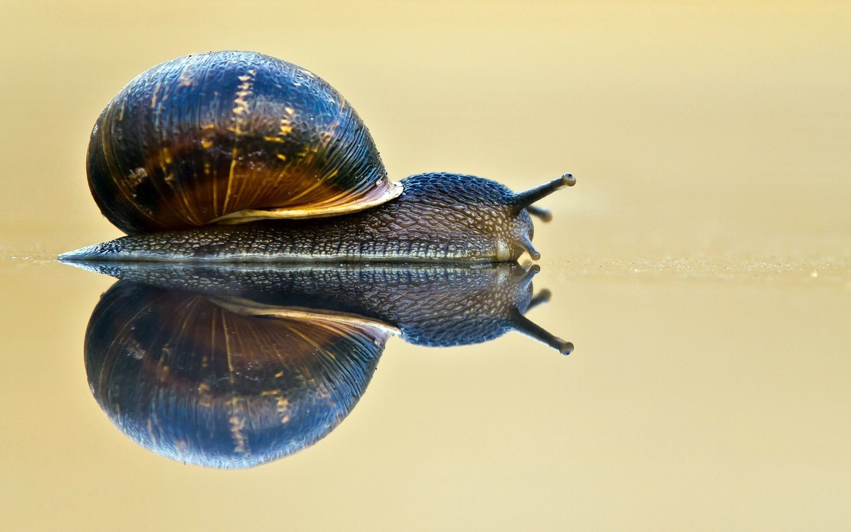 insetos invertebrados moluscos sozinho caracol natureza lento concha inseto gastrópode animal