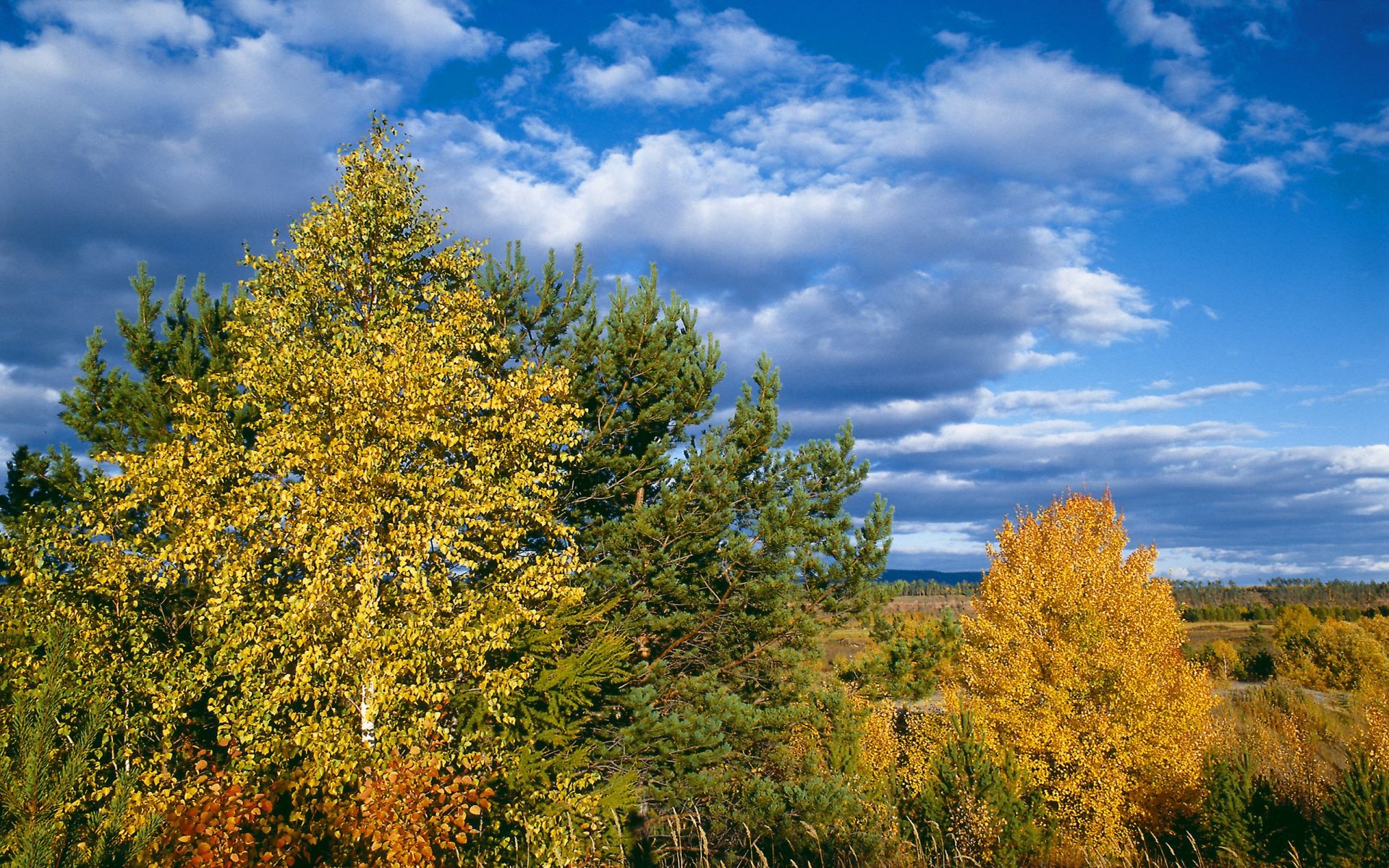 autunno autunno albero natura legno foglia paesaggio all aperto stagione scenico bel tempo luminoso cielo parco scena oro rurale campagna paesaggio ambiente