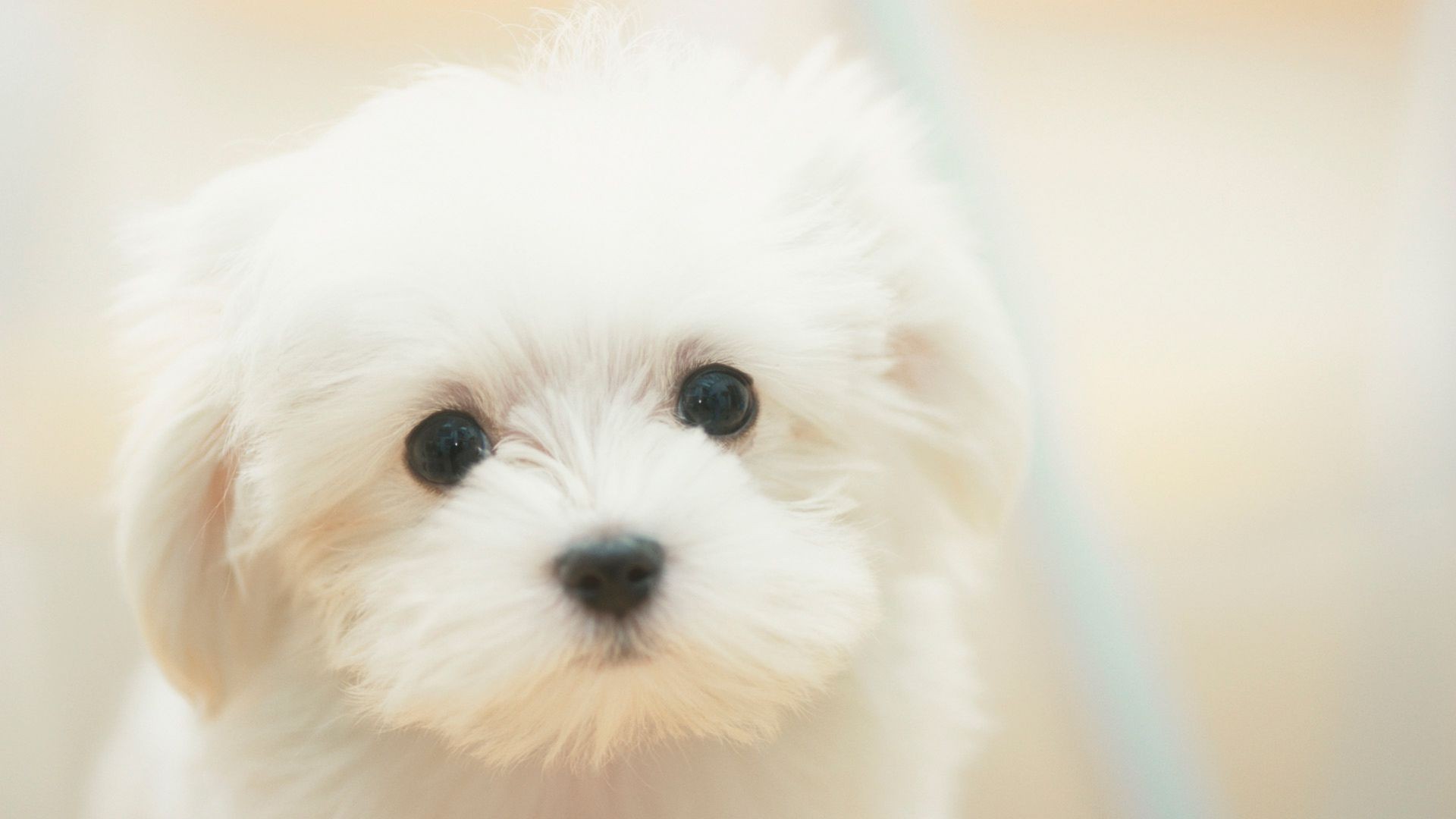 perros perro mamífero mascota lindo animal retrato abajo pequeño piel perro cachorro sentarse doméstico estudio