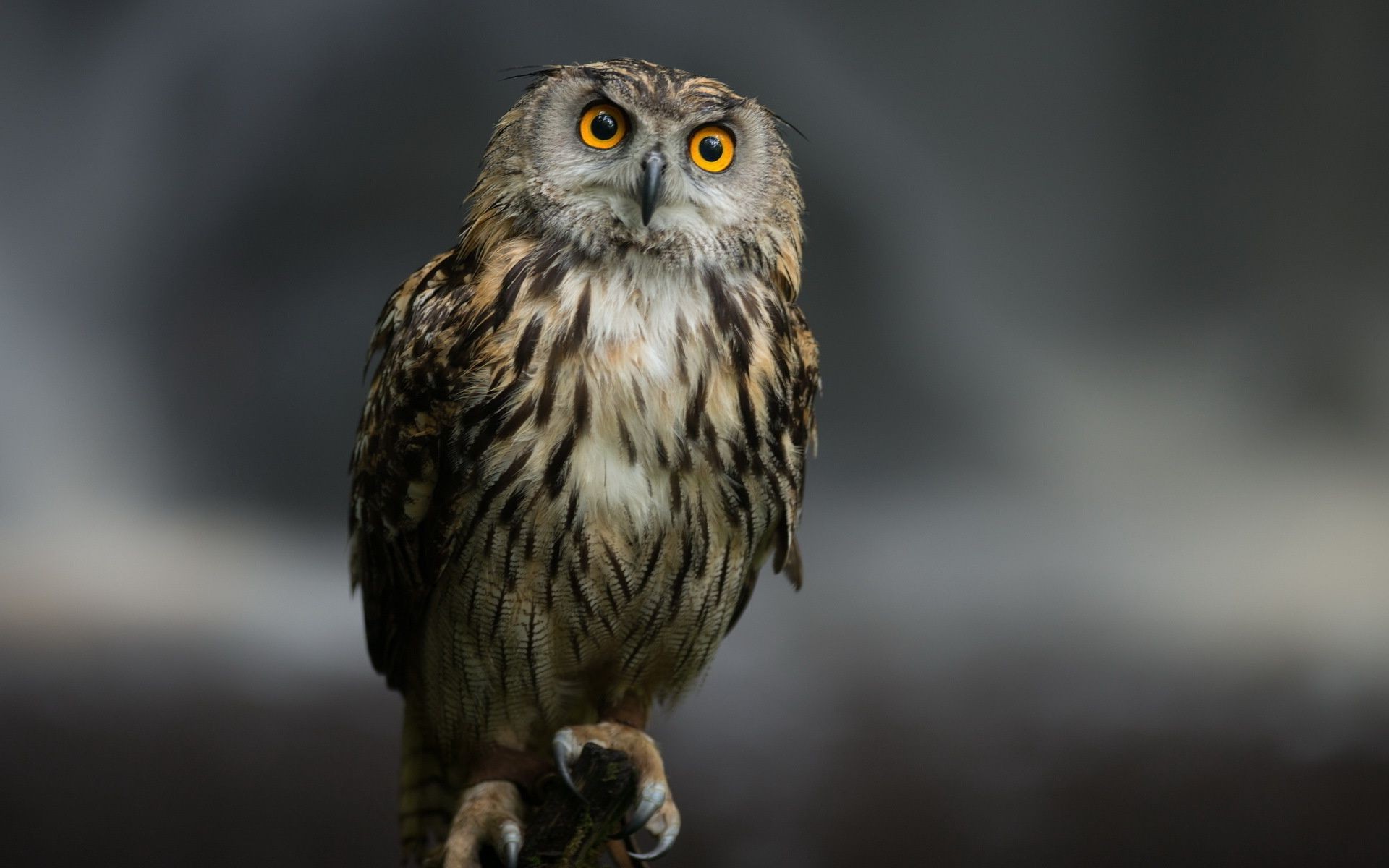 animals raptor wildlife bird owl prey nature wild animal falconry eagle blur predator