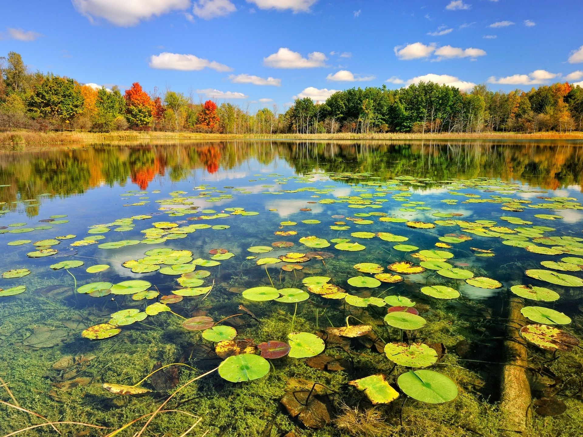 flüsse teiche und bäche teiche und bäche see wasser pool reflexion landschaft natur fluss blatt holz landschaftlich park im freien gelassenheit schön umwelt himmel reisen baum farbe