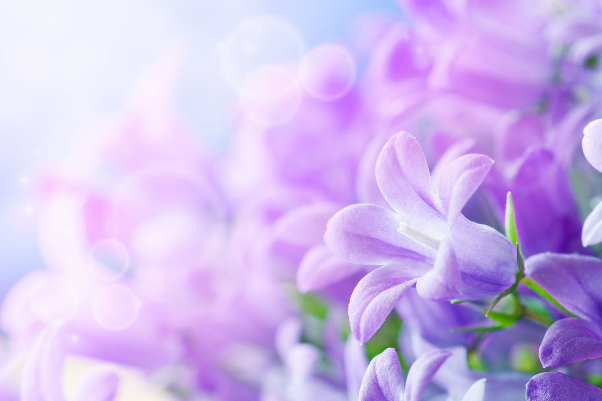 flowers flower nature flora beautiful summer color garden floral bright close-up petal decoration blooming desktop leaf lavender season bouquet purple