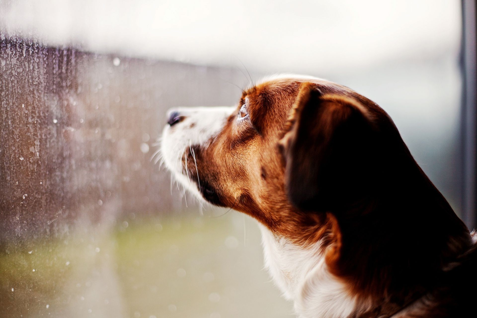 cães cão retrato mamífero animal de estimação cinegrafista sozinho borrão inverno fofa animal filhote de cachorro neve água