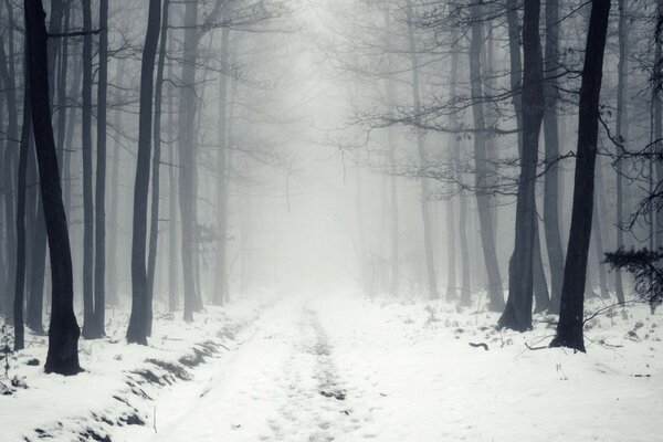 The road in the winter forest. Fog