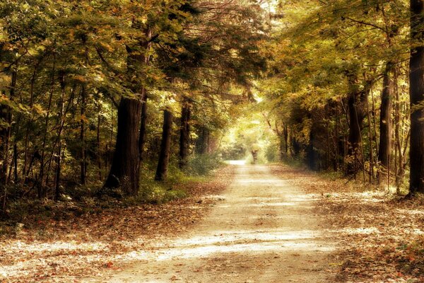 The road through the coniferous forest