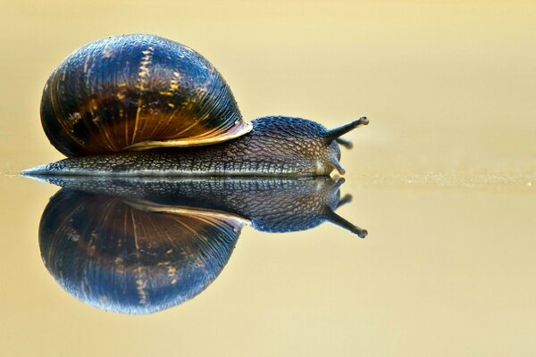 Caracol rasteja e reflete na água