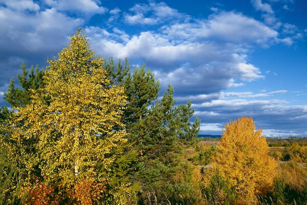 Varietà di sfumature autunnali. Alberi su uno sfondo di bel cielo con nuvole