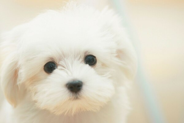 Chien mignon sur fond blanc