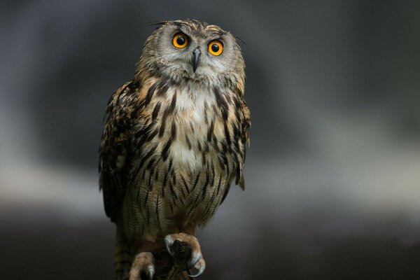 A smart owl on a blurry background