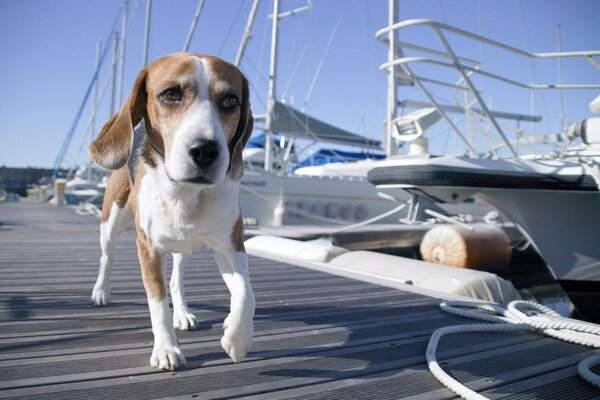 Perro blanco y rojo corriendo por el muelle