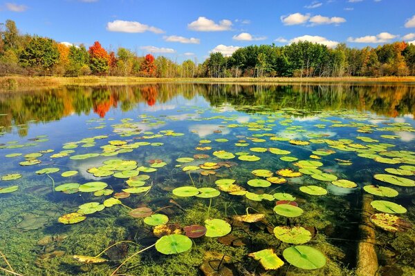 Favolosa foresta autunnale, acqua, ninfee