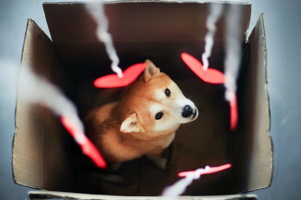 A puppy in a box with toys