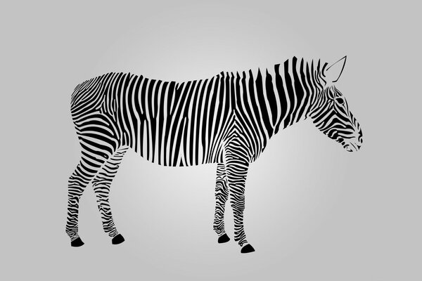 Amazing graphic image-zebra