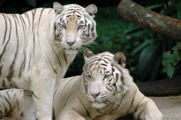 White tigers in the zoo enclosure