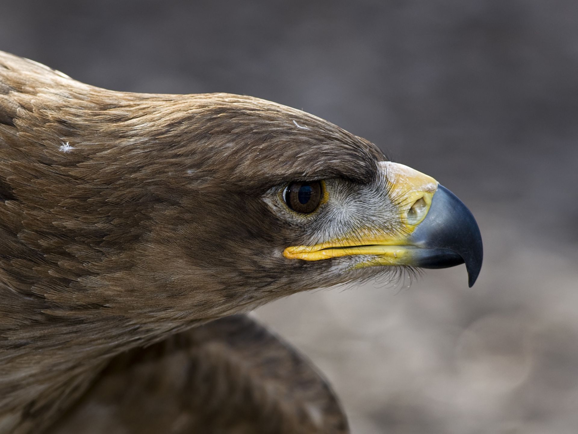 hayvanlar raptor kartal kuş yaban hayatı şahin av şahin şahin kel kartal görkemli yırtıcı hayvan gaga kel tüy portre avcı uçurtma doğa hayvan göz