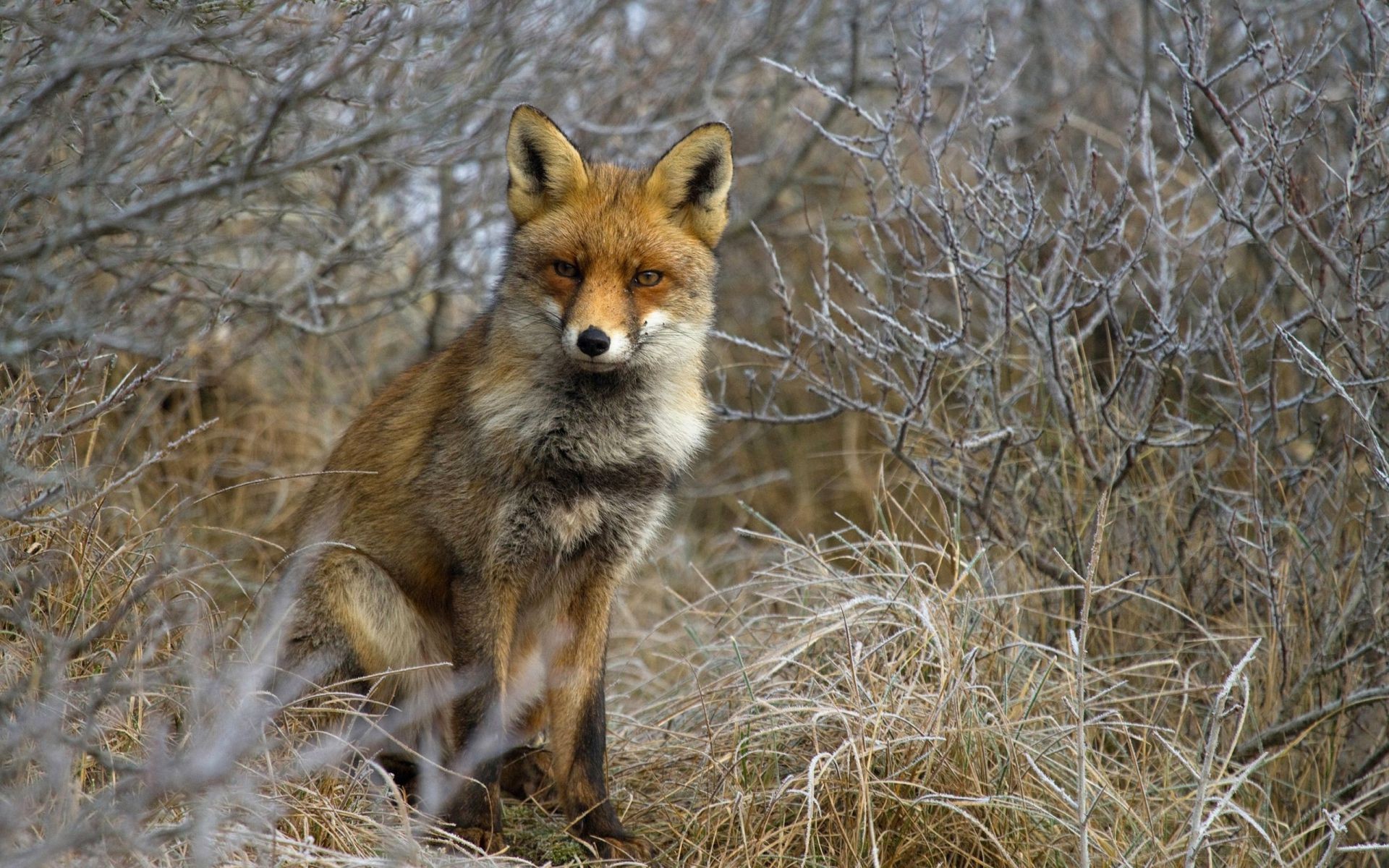 zorro mamífero vida silvestre naturaleza animal al aire libre salvaje depredador hierba perro