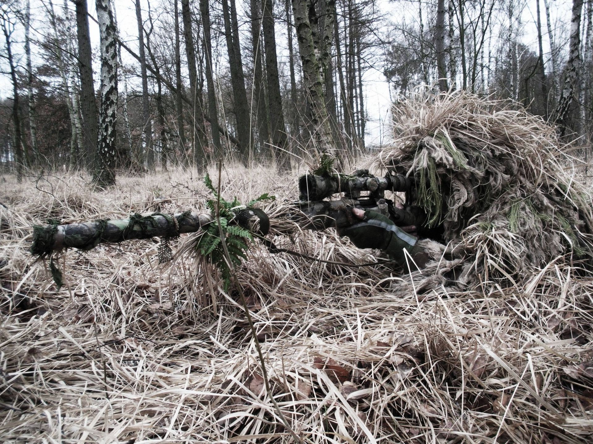 swat legno albero paesaggio natura ambiente all aperto flora log meteo stagione tronco inverno foglia agricoltura