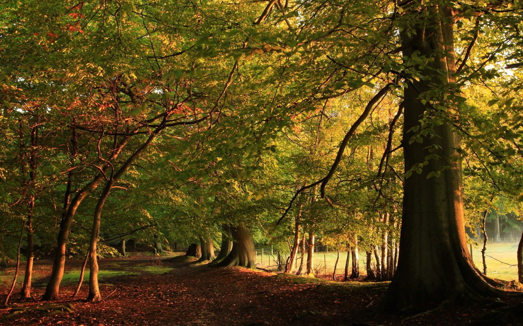 autumn wood tree leaf fall nature landscape dawn sun park fair weather mist branch outdoors fog lush scenic backlit