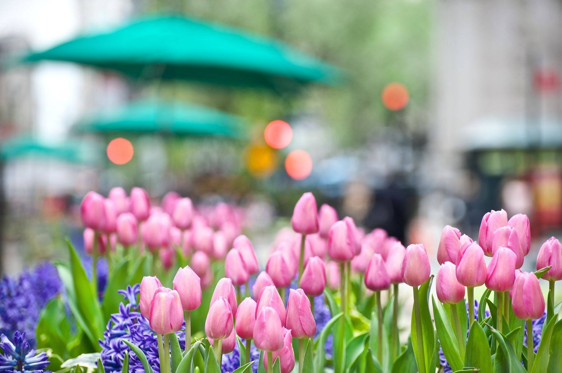 tulips tulip flower nature garden flora floral leaf petal easter blooming summer season bright park color field bouquet outdoors bulb