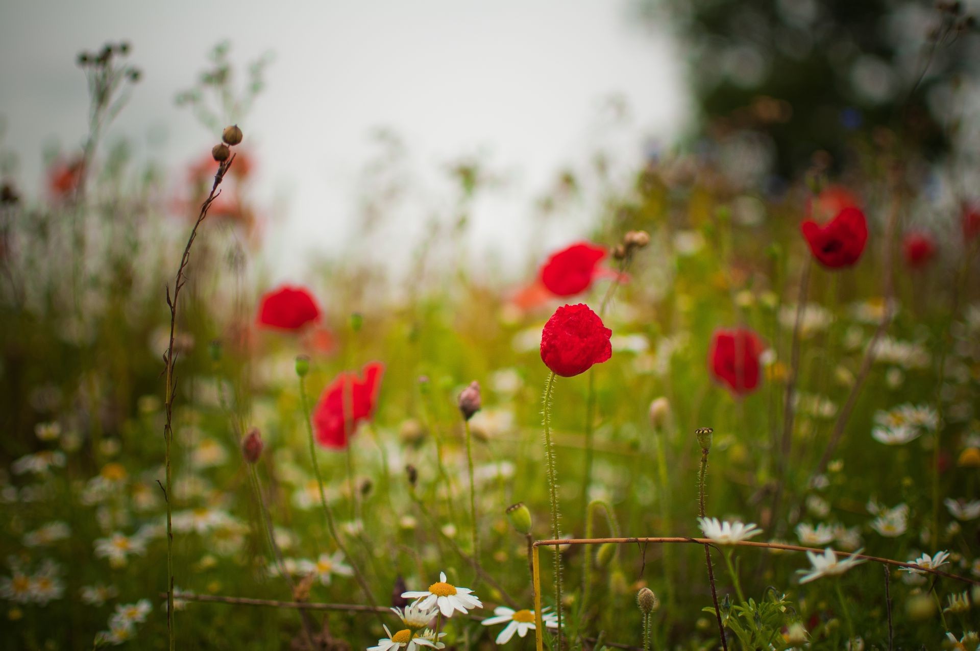 flores flor naturaleza hierba poppy campo verano heno al aire libre flora sol buen tiempo jardín crecimiento salvaje desenfoque hoja