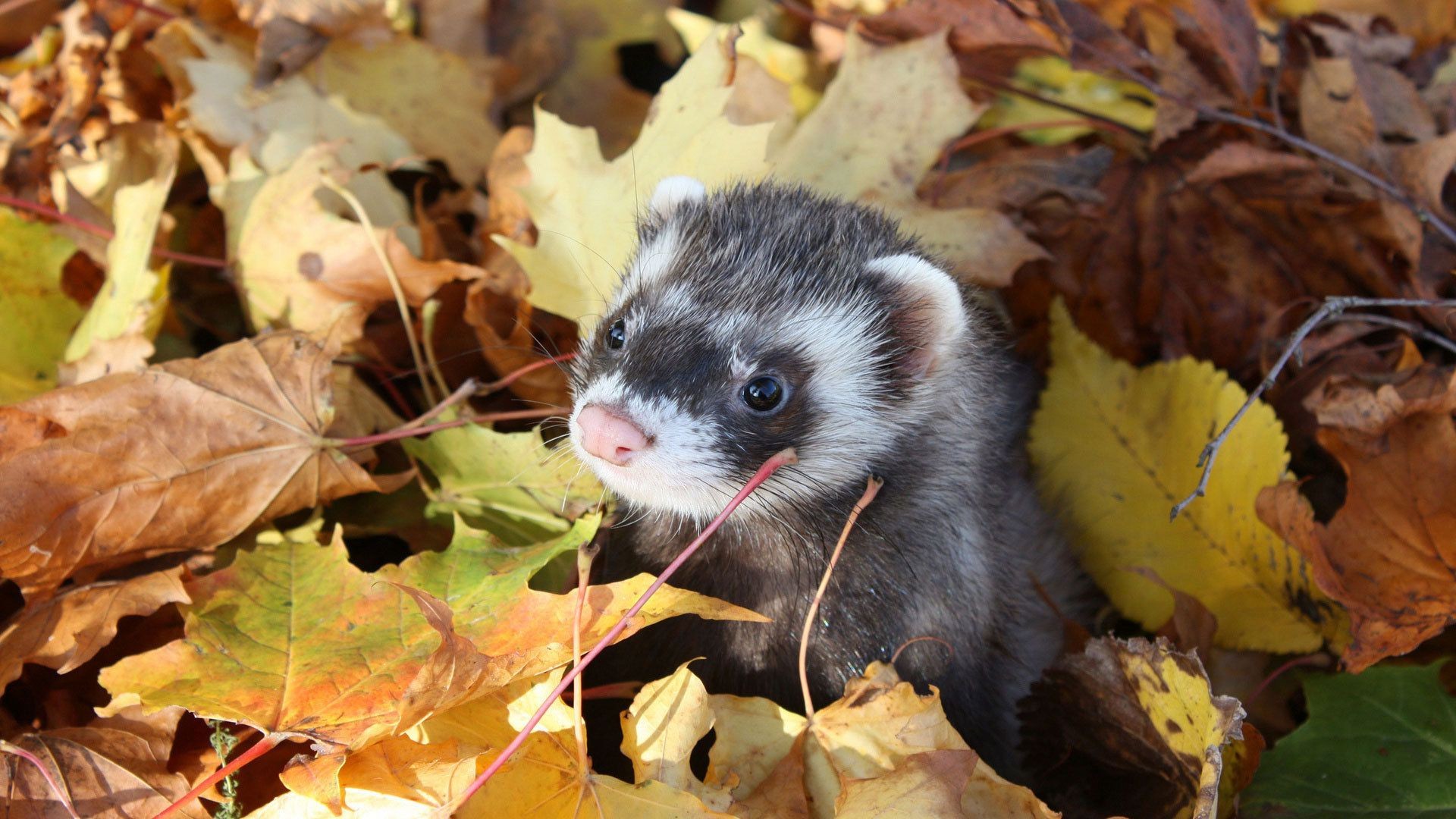 zwierzęta liść jesień natura drewno drewno jedzenie