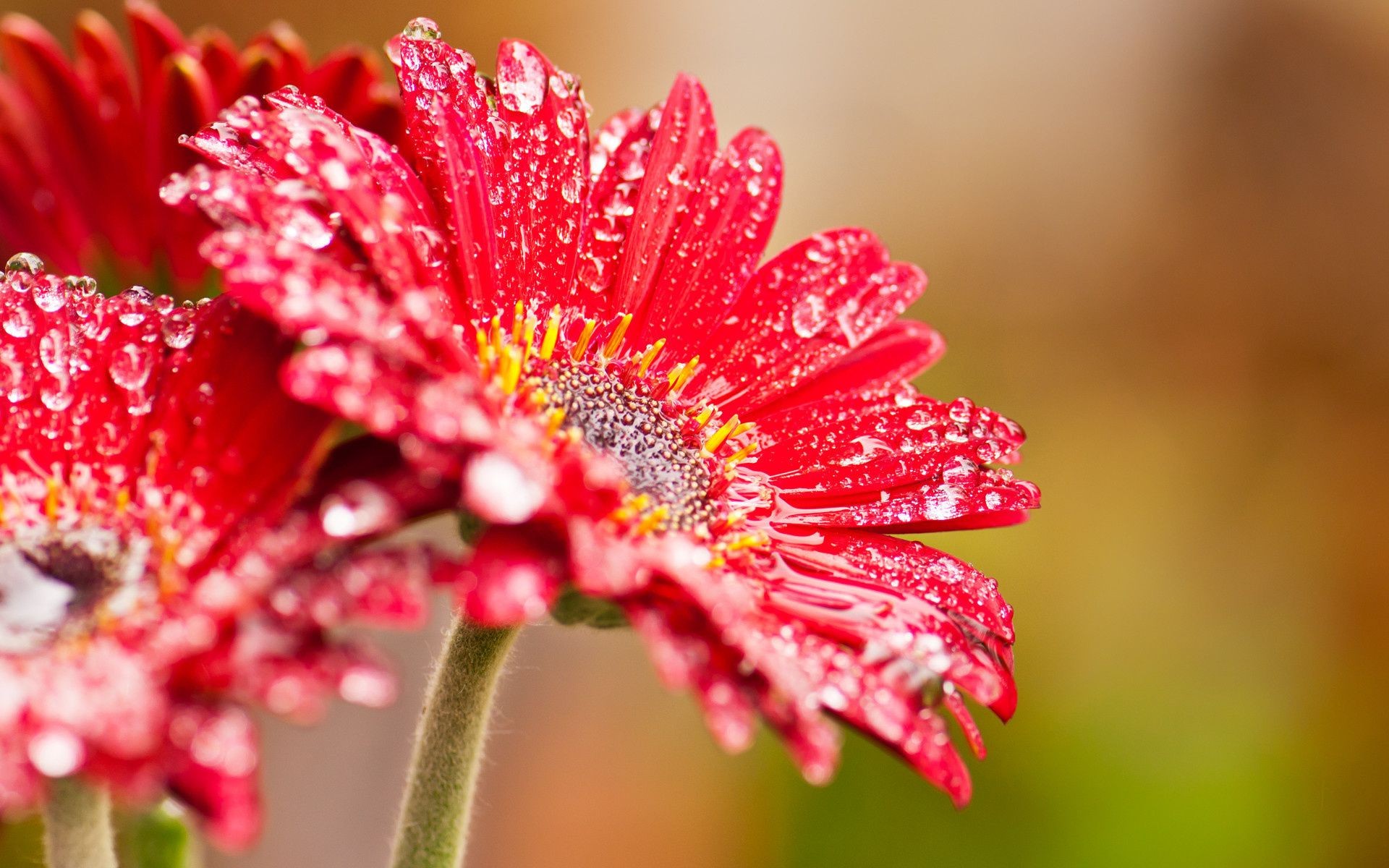 goccioline e acqua natura fiore flora estate foglia giardino colore luminoso floreale petalo close-up bella fioritura crescita