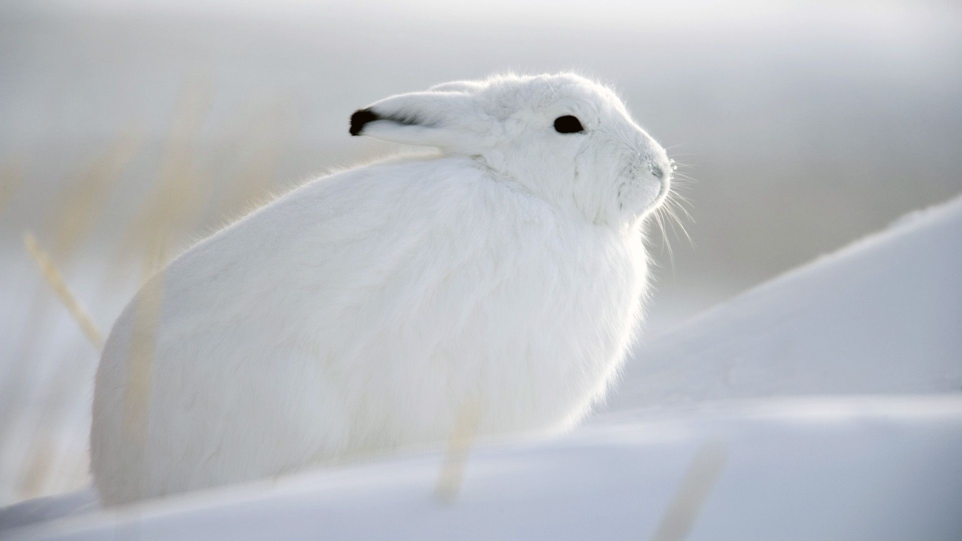 animaux neige oiseau hiver froid animal nature faune givré