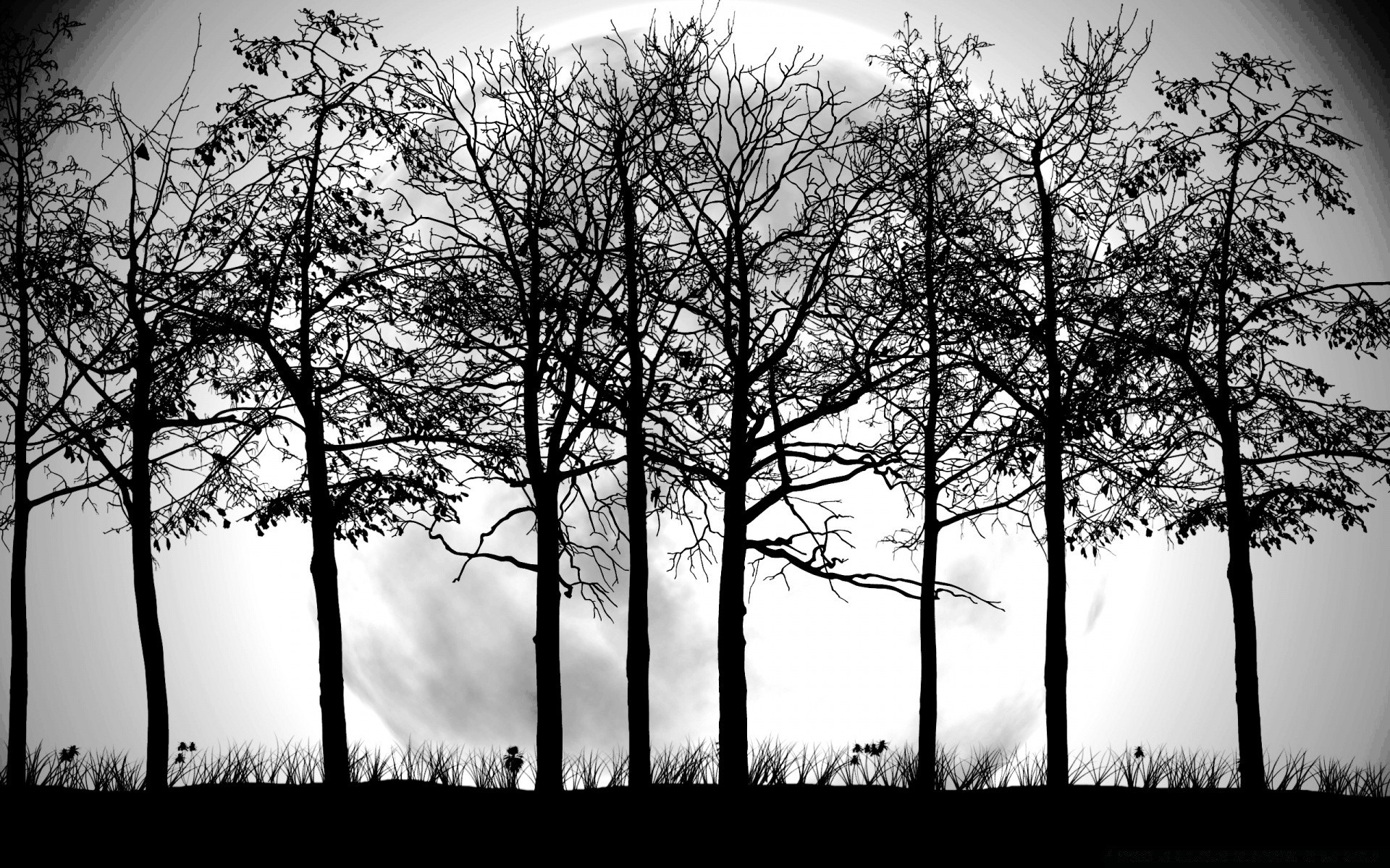 graphisme vectoriel arbre bois paysage nature brouillard feuille bureau soleil automne brouillard branche aube lumière flore