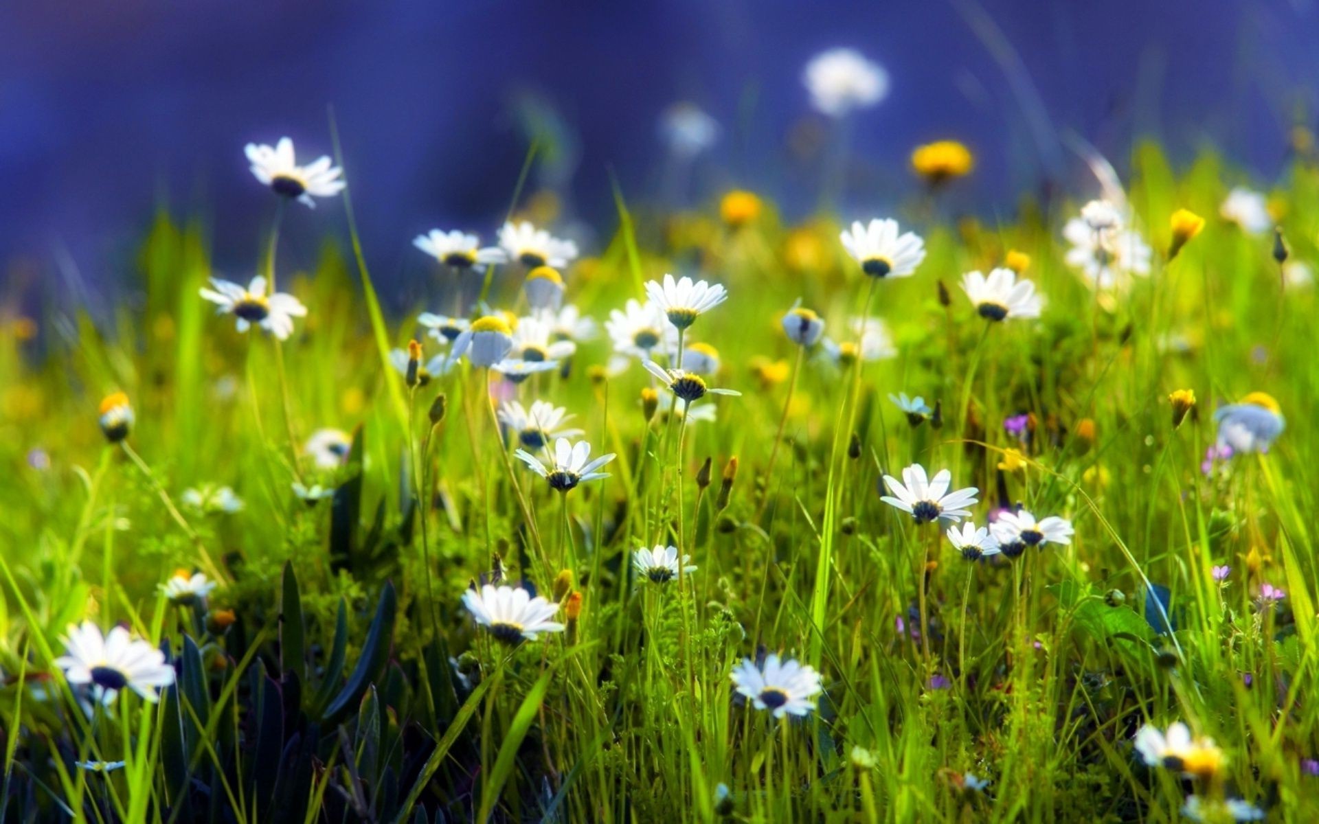 camomille foin herbe champ nature fleur été flore beau temps soleil pelouse rural croissance saison jardin lumineux pâques en plein air ensoleillé couleur