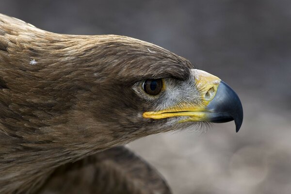 Photo oiseau sauvage / aigle