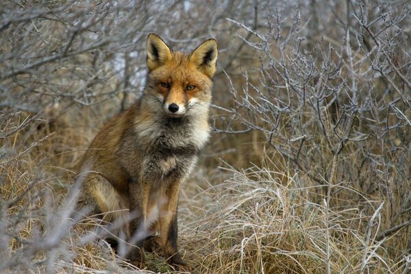 Renard sauvage va à la chasse