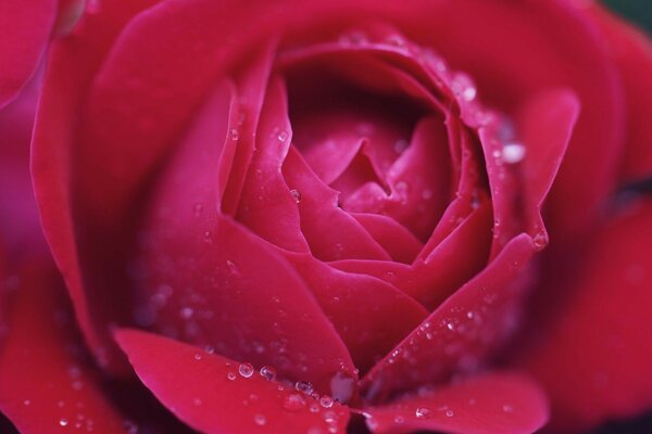 Red rose with dew drops