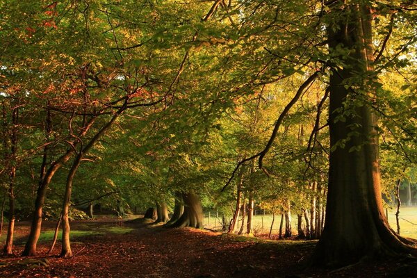 Passeggiata nel vicolo d autunno