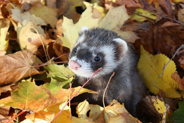 Hurón en hojas de otoño