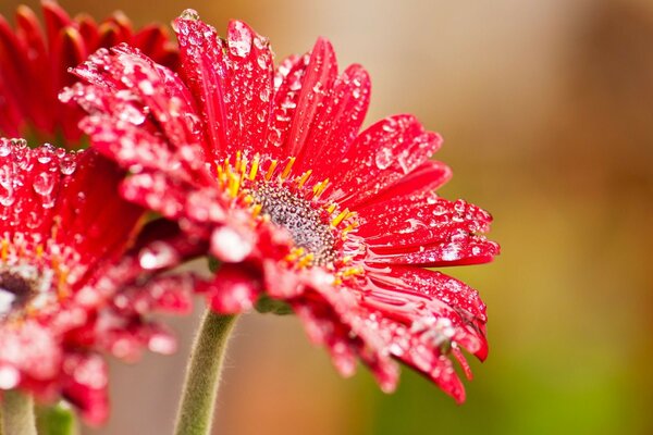 Dew drops on a red flower