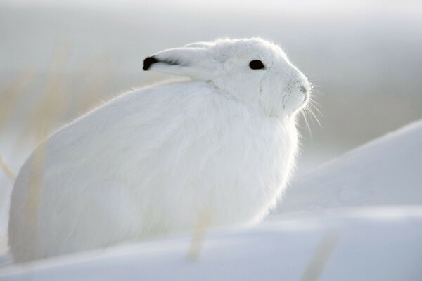 Hermosa liebre blanca en la nieve