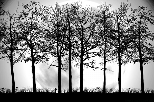 Full moon. Naked trees against a full moon. Graphics. Black and white