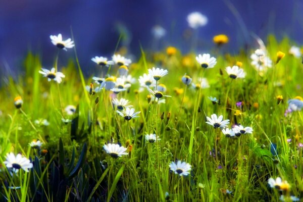 Gänseblümchen auf einem grünen Feld. Die Natur