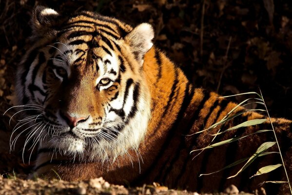 Portrait of a tiger on a dark background