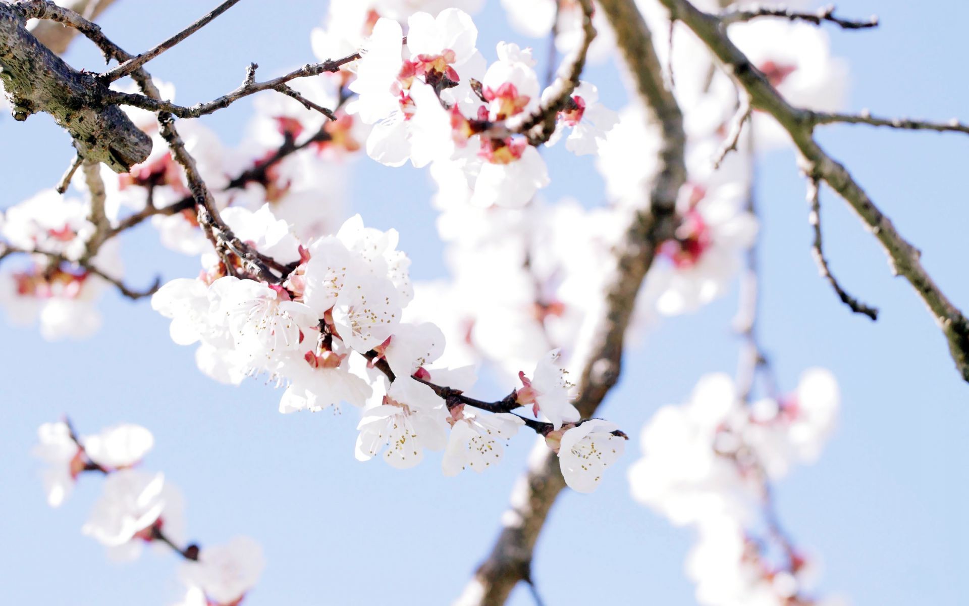 fiori sugli alberi ciliegia ramo albero fiore natura inverno prugna mela stagione albicocca compagno luminoso cielo all aperto primo piano crescita flora bel tempo delicato