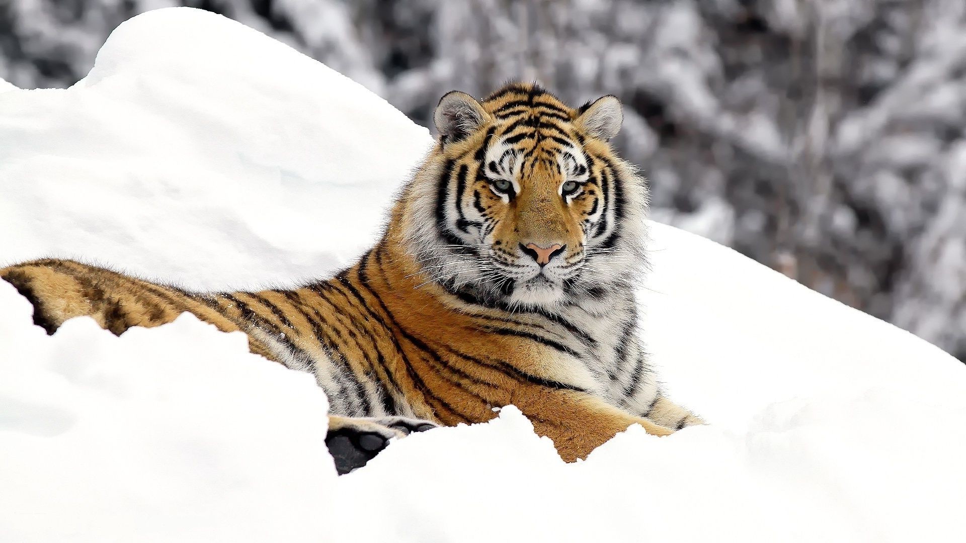 tigers wildlife tiger mammal predator cat animal carnivore nature wild hunter stripe zoo danger siberian fur staring angry hunt