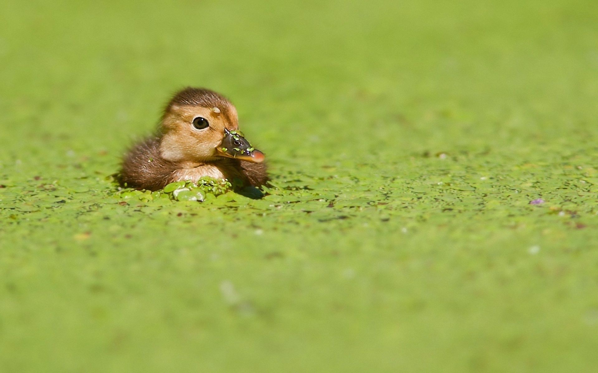 animaux herbe animal faune nature canard