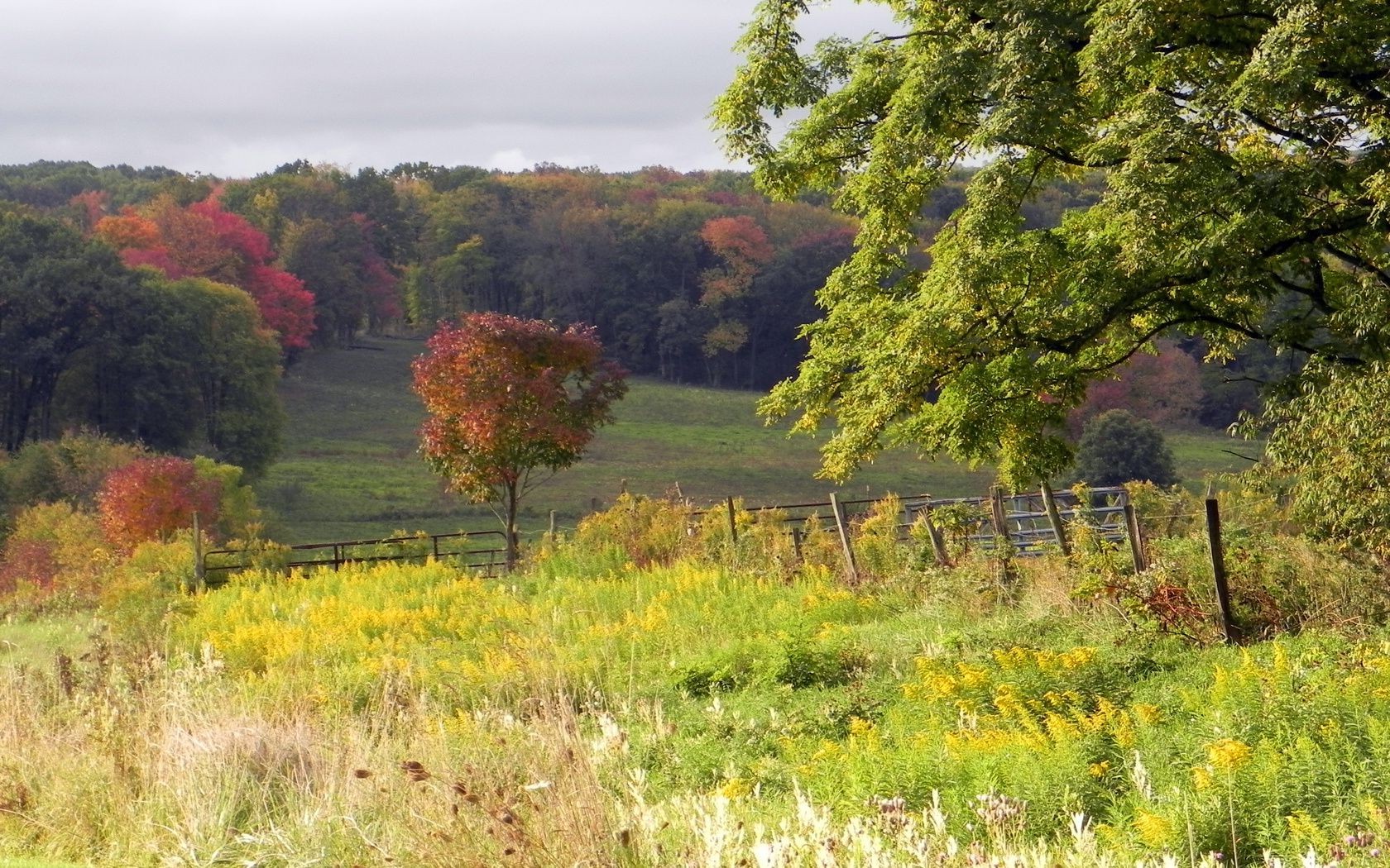 autumn landscape nature tree scenic rural wood countryside summer grass outdoors season flower fall field hayfield leaf flora country scenery